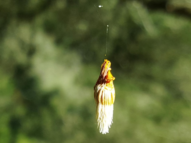 Foto primer plano de una mariposa en flor