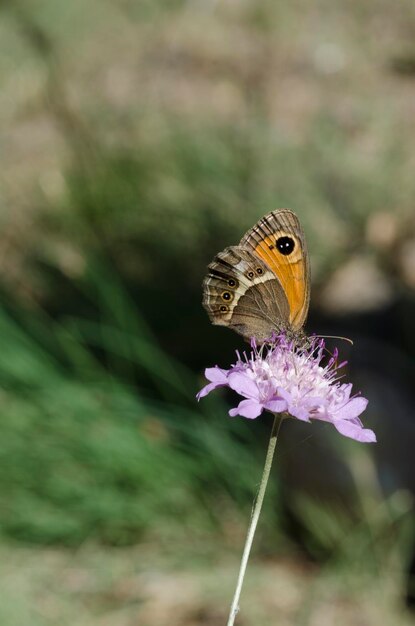 Foto primer plano de una mariposa en flor