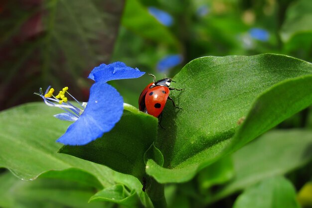 Foto primer plano de la mariposa en la flor