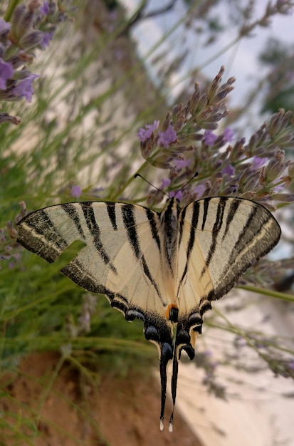 Foto primer plano de una mariposa en flor