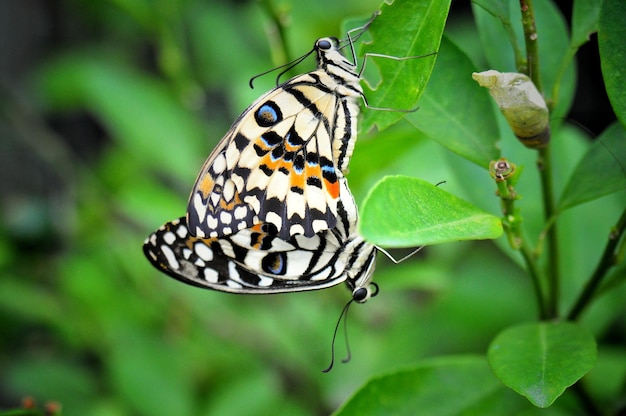 Primer plano de una mariposa en flor