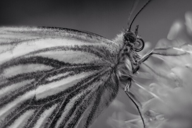 Foto primer plano de una mariposa en flor