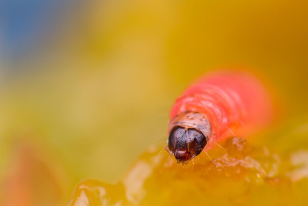 Primer plano de la mariposa en la flor