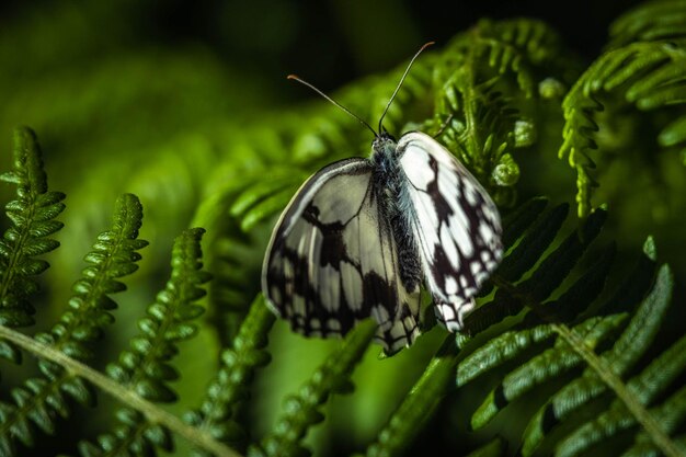 Foto primer plano de una mariposa en flor