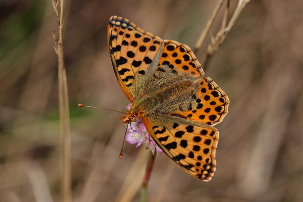 Foto primer plano de una mariposa en flor