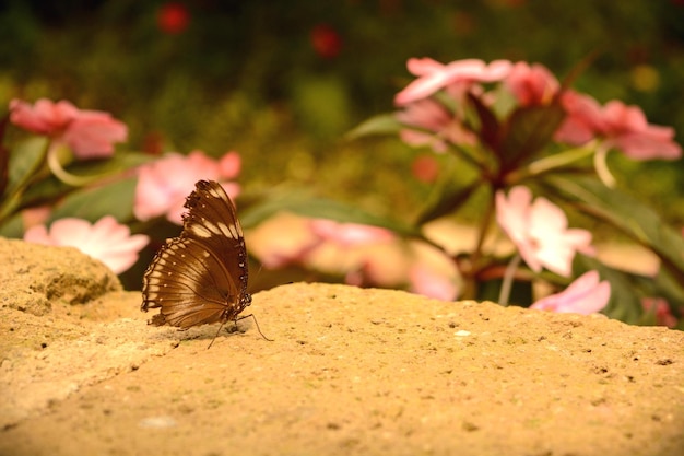 Foto primer plano de una mariposa en flor