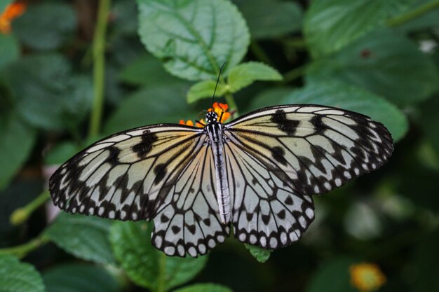 Primer plano de una mariposa en flor