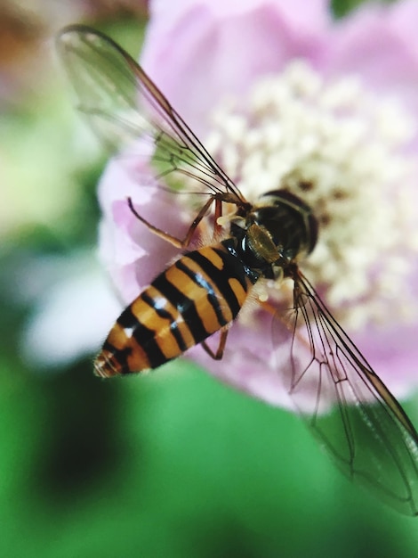 Foto primer plano de una mariposa en flor