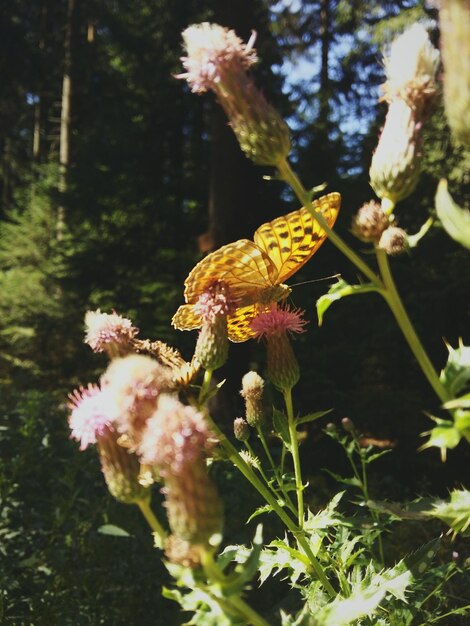 Foto primer plano de una mariposa en flor