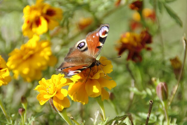 Foto primer plano de una mariposa en flores amarillas