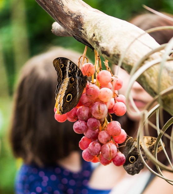 Primer plano de una mariposa en las frutas