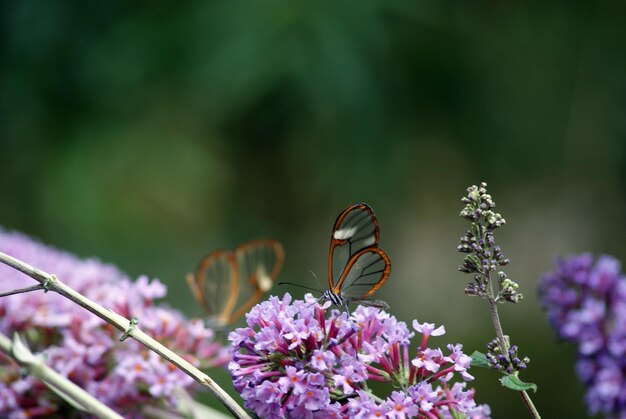 Foto primer plano de una mariposa greta oto transparente que poliniza las flores púrpuras
