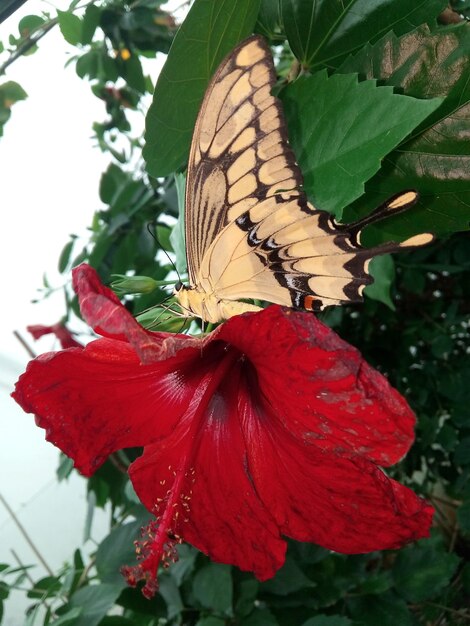 Foto un primer plano de una mariposa en un hibisco rojo