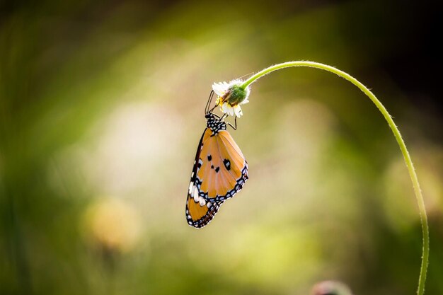 Primer plano de una mariposa en una hoja