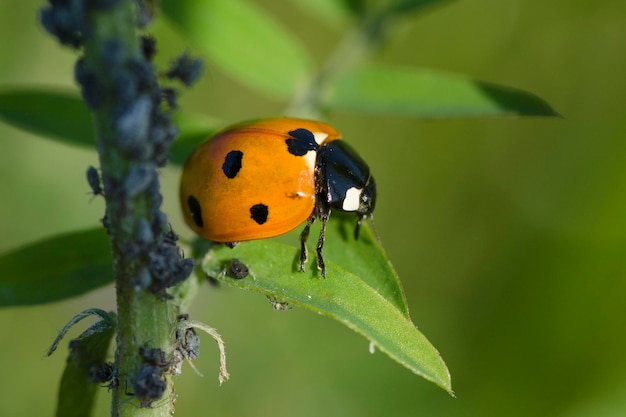 Primer plano de la mariposa en la hoja