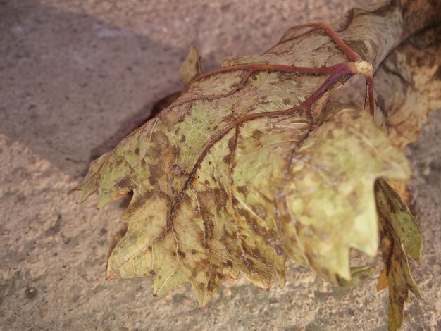 Foto primer plano de una mariposa en una hoja