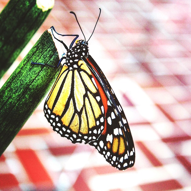 Foto primer plano de una mariposa en una hoja