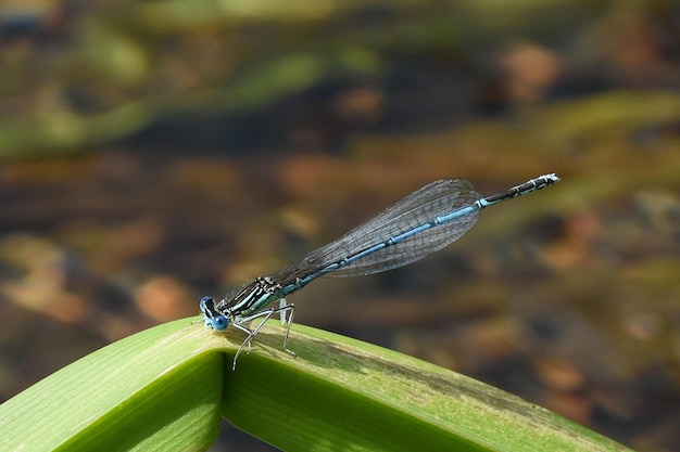 Foto primer plano de una mariposa en una hoja