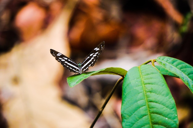 Foto primer plano de una mariposa en una hoja