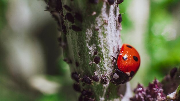 Foto primer plano de la mariposa en la hoja