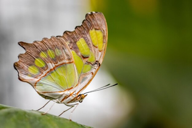 Foto primer plano de una mariposa en una hoja