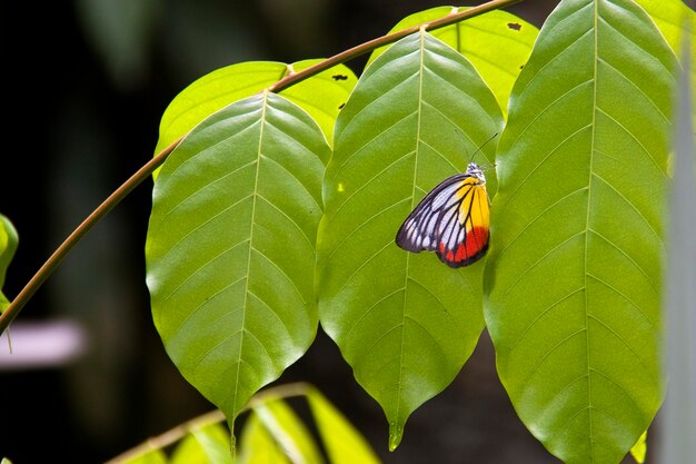 Foto primer plano de una mariposa en una hoja