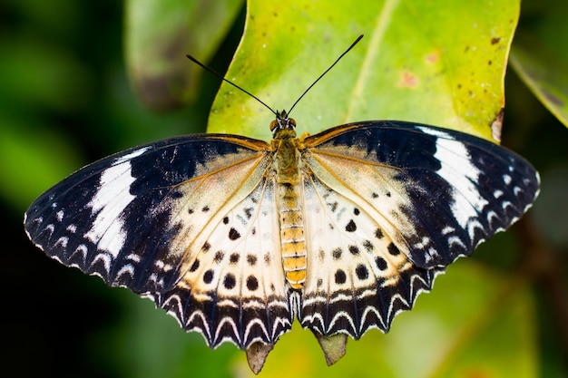 Primer plano de una mariposa en una hoja