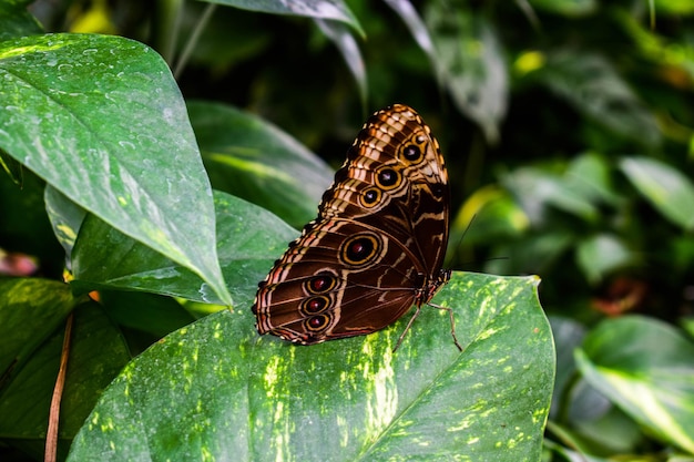 Primer plano de una mariposa en una hoja