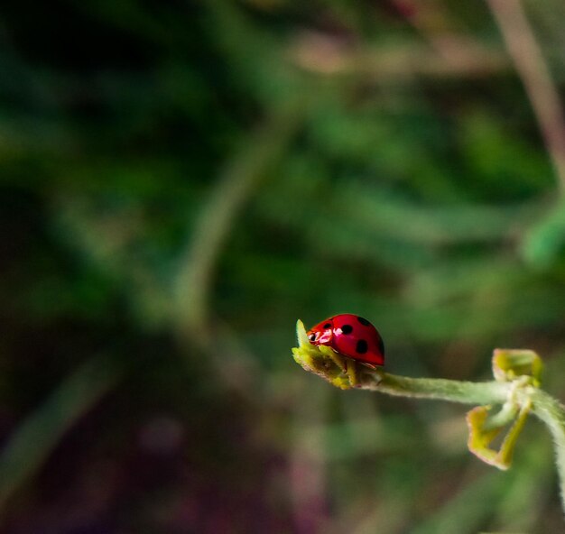 Foto primer plano de la mariposa en la hoja