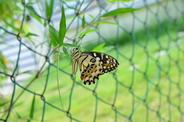 Foto primer plano de una mariposa en una hoja