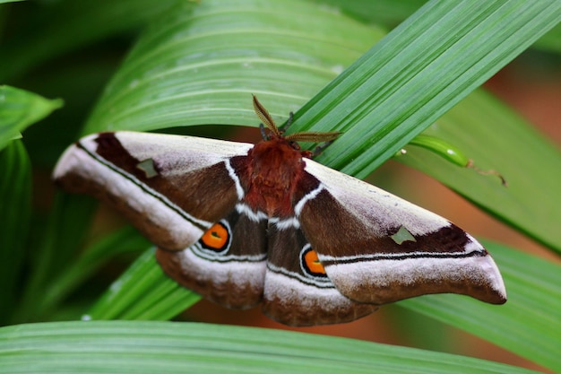 Foto primer plano de una mariposa en una hoja