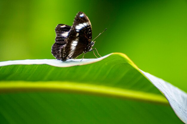 Foto primer plano de una mariposa en una hoja