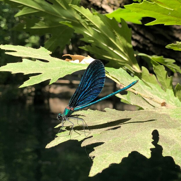 Foto primer plano de una mariposa en una hoja