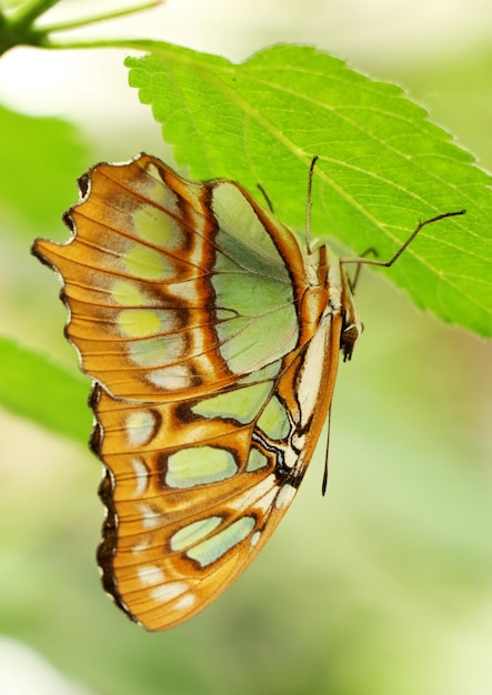 Primer plano de una mariposa en una hoja