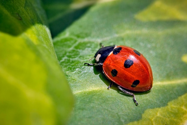 Primer plano de la mariposa en la hoja