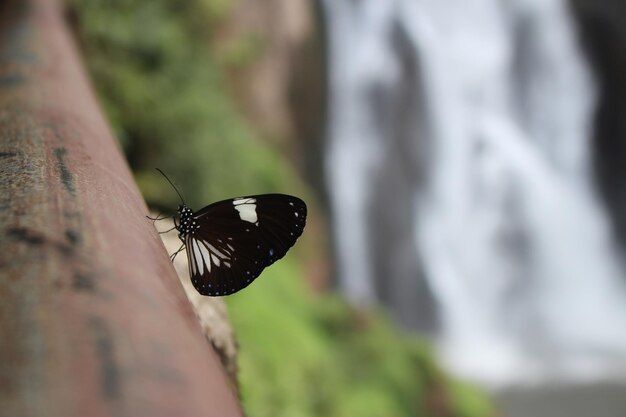 Foto primer plano de una mariposa en una hoja