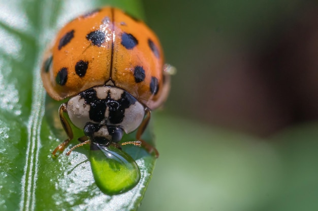 Primer plano de la mariposa en la hoja