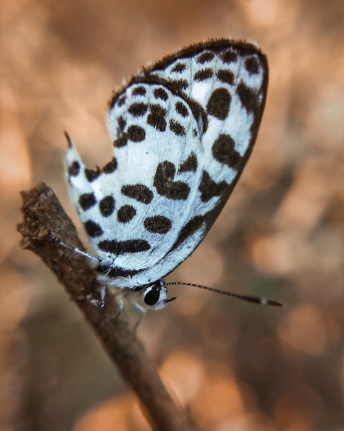 Foto primer plano de una mariposa en una hoja