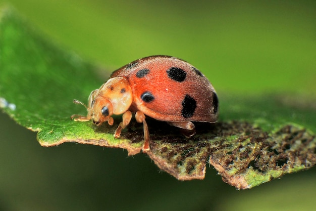 Primer plano de la mariposa en la hoja