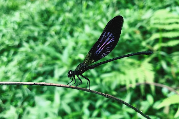 Primer plano de una mariposa en una hoja