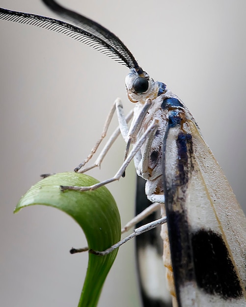 Foto primer plano de una mariposa en una hoja