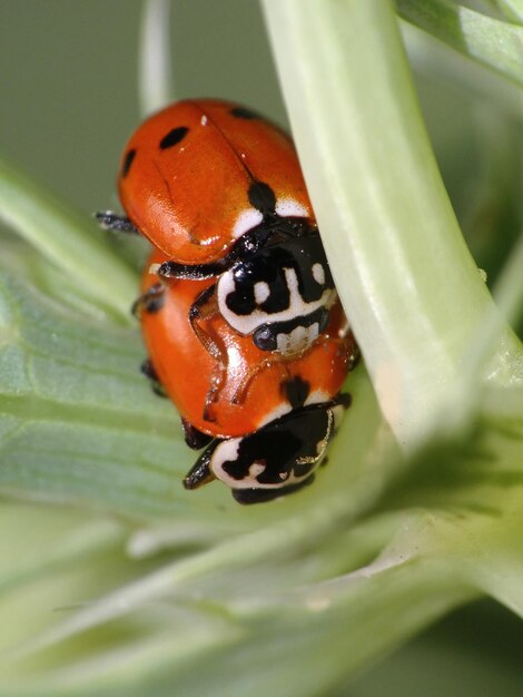 Foto primer plano de la mariposa en la hoja