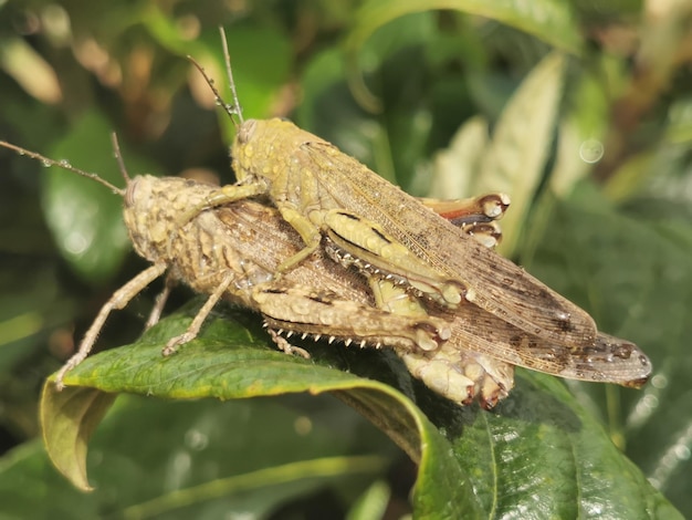 Foto primer plano de una mariposa en una hoja