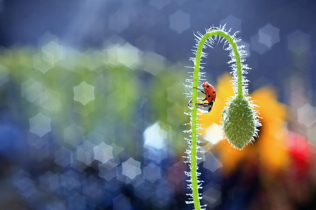 Foto primer plano de la mariposa en la hoja