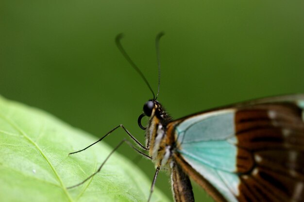 Primer plano de una mariposa en una hoja