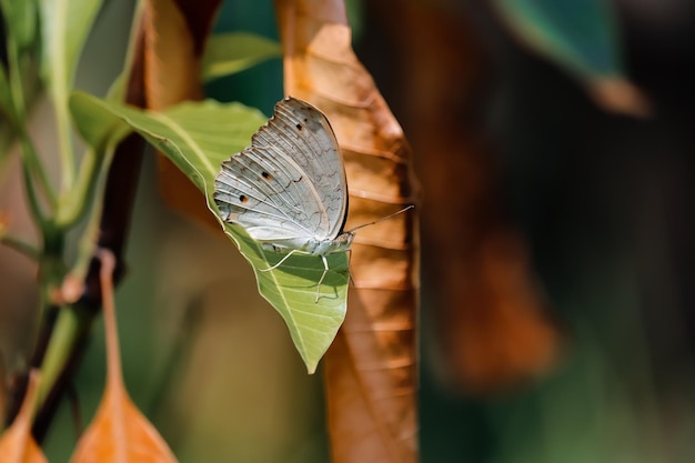 Primer plano de una mariposa en una hoja