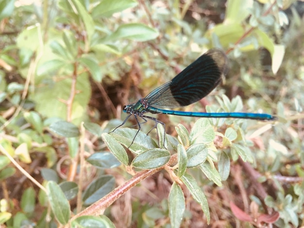 Foto primer plano de una mariposa en una hoja