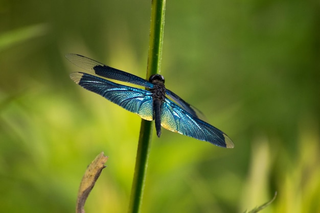 Primer plano de una mariposa en una hoja