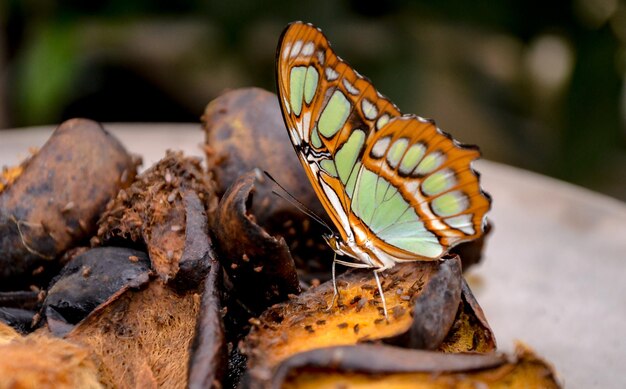 Foto primer plano de una mariposa en una hoja