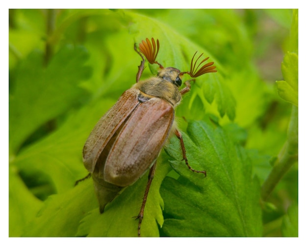 Foto primer plano de una mariposa en una hoja